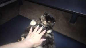 Лилу сладкая булка