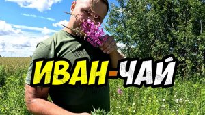 Иван-Чай - мощь, сила и ваше здоровье!