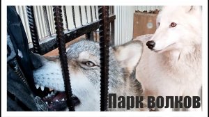 Волэнд: Дружба со всеми питомцами. Волки нежатся.