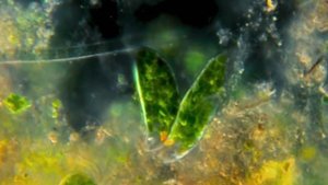 Это тепуи — гора с песчаным плато, омываемый тропическими дождями, это самый древний массив на Земле