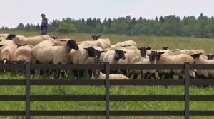 «HILST»  Забор «Ранчо» из ДПК