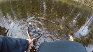 Ловля ручьевой форели на Урале. СО1Л. Часть 48