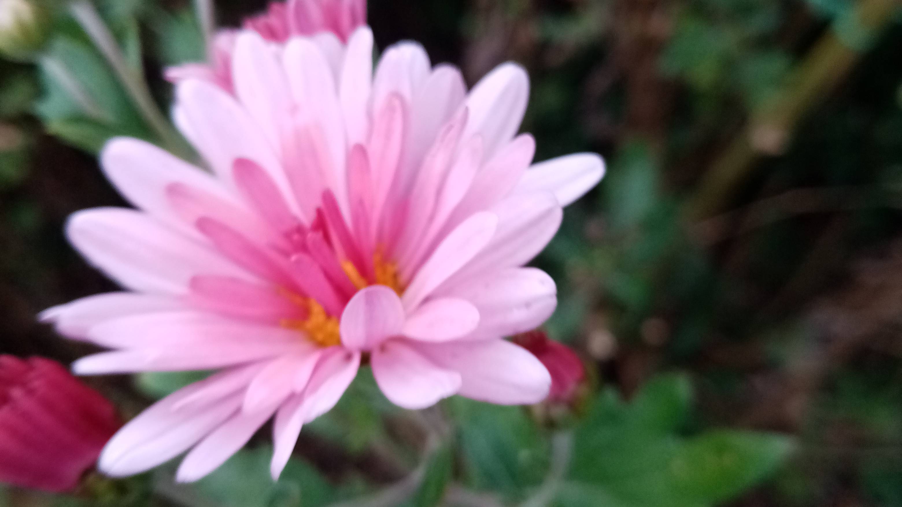 К Дню УЧИТЕЛЯ!