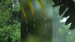 Тройная расслабляющая музыка Звук из тропического леса (5 часа)