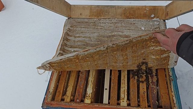 Когда кормить пчелу. Пчеловодство смотреть онлайн