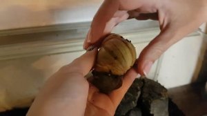Знакомство с малышами ахатины. Отдают улитки