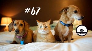 ПРИКОЛЫ С ЖИВОТНЫМИ ДО СЛЕЗ / Смешные КОТЫ / Приколы с ДОМАШНИМИ ПИТОМЦАМИ / Funny ANIMALS video#67
