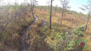 На Самодельном Снегоболотоходе Белый Лис Ездим По Болотам В Поисках Клюквы