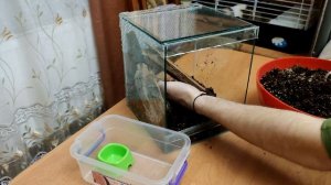 Psalmopoeus cambridgei (Псалмопеус кембридж) описание содержание .(Перезалив)