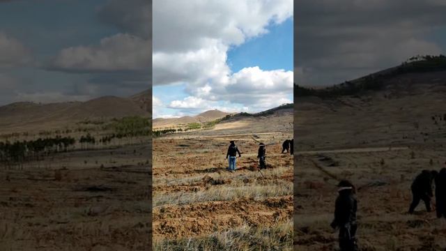 Видео с волонтерских посадок на Байкале