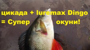 Цикада + Luremax Dingo - убойная сила
