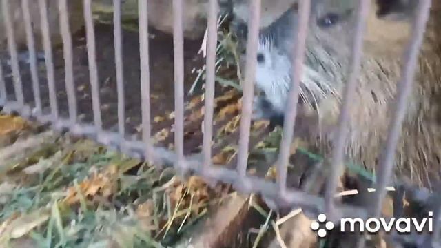 Ниппельные поилки для нутрий. смотреть онлайн