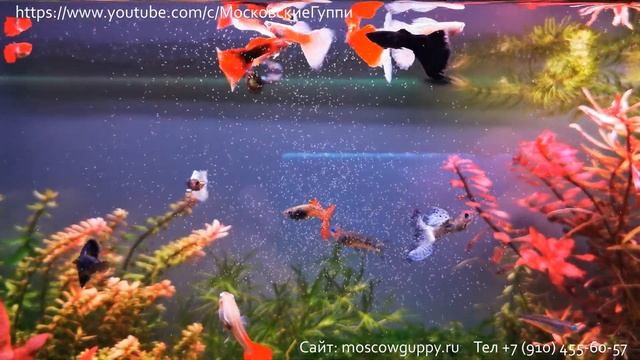 ДОМАШНИЙ АКВАРИУМ ДЛЯ ГУППИ. ЧАСТЬ 11. КОРМ ДЛЯ ГУППИ. / A HOME AQUARIUM FOR GUPPIES. PART 11.