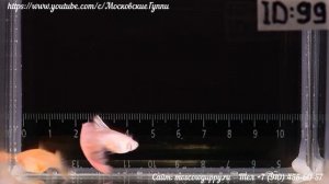 MOSCOW ALBINO GUPPY / ГУППИ МОСКОВСКИЙ АЛЬБИНОС (РОЗОВЫЙ)  - ЧЕМПИОНЫ МИРА 2021 года