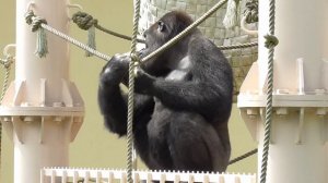 Shabani, a gift of tomatoes from the keeper. Gorilla, Silver back.