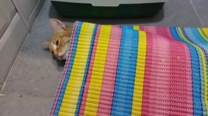 Кошка прячется под ковриком