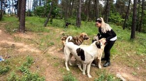 You must have a pure heart to get out of your car on this road surrounded by stray dogs.