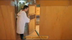 Галилео. Журавли