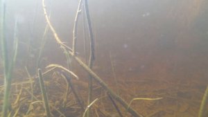 SPbait. Щука на джиг