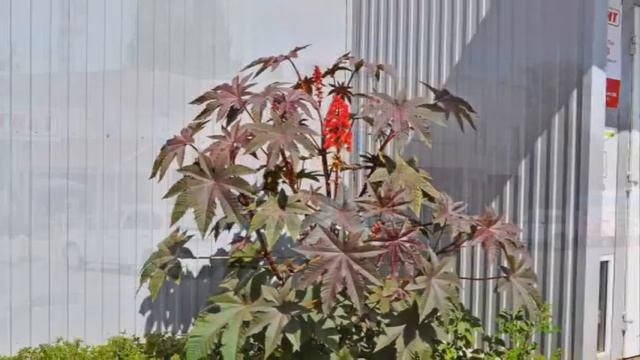 г.Димитровград Летняя прогулка по центру города (2015)