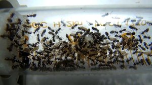 Как содержать муравьев вида Lasius niger