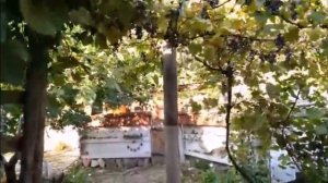 Из Геленджика в Новосадовый