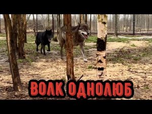 Природу не обманешь, Волки не в гоне. Акела оставил гибрида Лилу голодной.