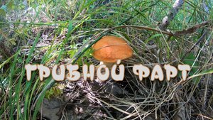 Фартовая грибалка