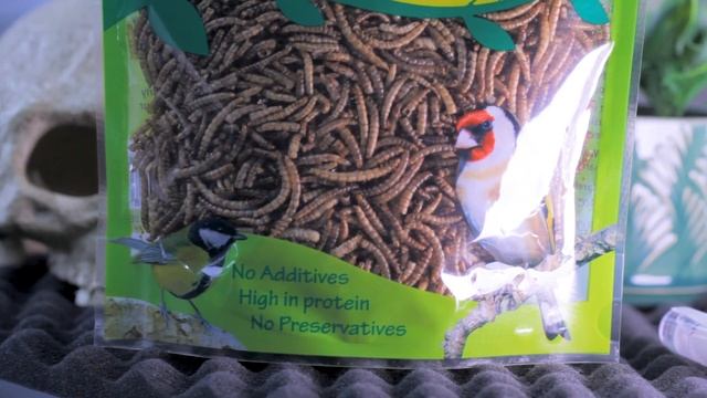 02: Lasius Niger - Feeding and Hibernation смотреть онлайн