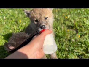 Ручные волчата самого знаменитого волка-Акелы‼️новичок Саян