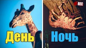 НОЧЬЮ ТУТ ПРОИСХОДИТ ЧТО ТО СТРАННОЕ | ZOOCHOSIS #1