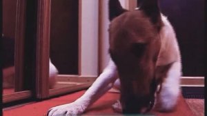 Галилео. Слух (часть 4). Стереослух