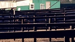 Африканские страусы.2