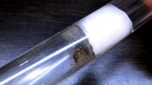 МОИ МУРАВЬИ LASIUS FLAVUS