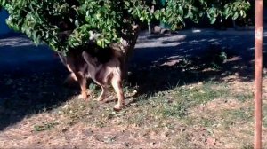 Настоящий банхар из питомника "НЕБЕСНЫЙ СТРАЖ" БУЧ.