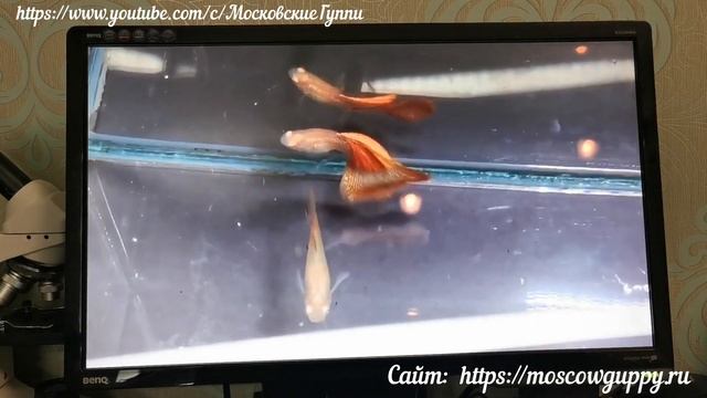 World Guppy Contest virtual 2020. Всемирная виртуальная выставка гуппи 2020.