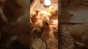 Цыплята. Третьи сутки. Кушают пшено.