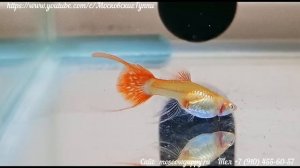 Самочка GUPPY ALBINO RIBBON LYRE TAIL