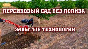 Как вырастить ПЕРСИК БЕЗ ПОЛИВА!!!