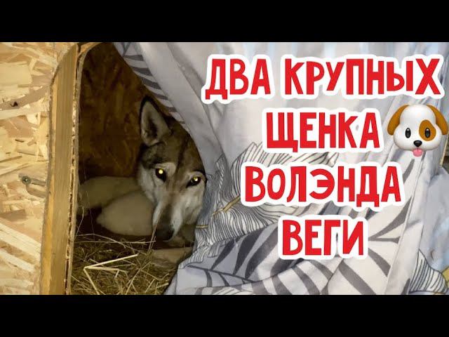 Где Купить Щенка Волэнда