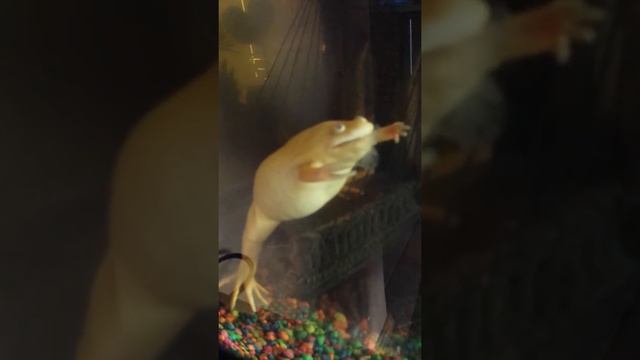 Лягушка в моём аквариуме. смотреть онлайн