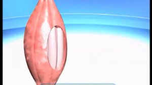 Галилео. Бодибилдер  Bodybuilder