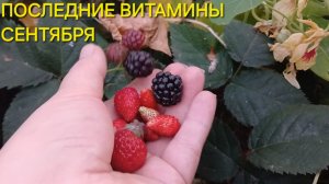 Спасибо теплой осени за сладкие дары