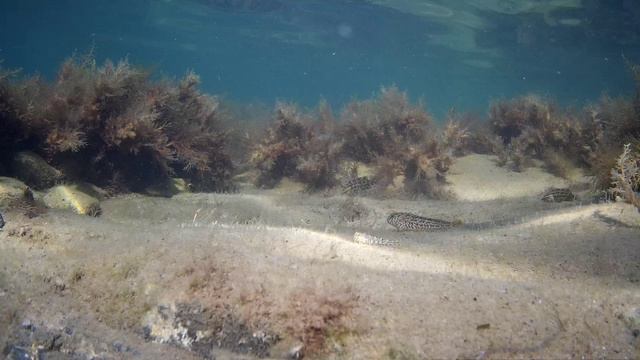 Виртуальный аквариум. Осеннее Черное море. смотреть онлайн