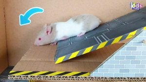 Хомячок на сумасшедших американских горках с гигантской акулой!