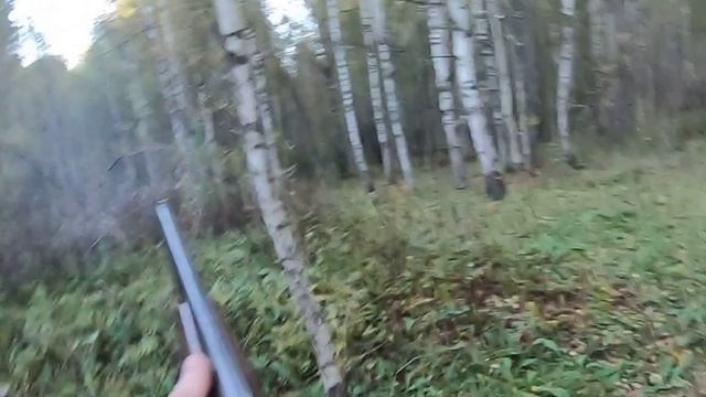 вальдшнеп 30.09.2024