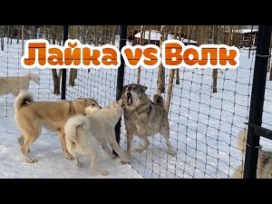 Лайка против гигантского Волка. Dog vs Wolf.