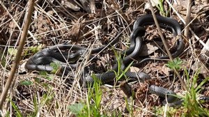 Змеиная свадьба