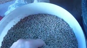 Комбикорм или зерносмесь,мой выбор