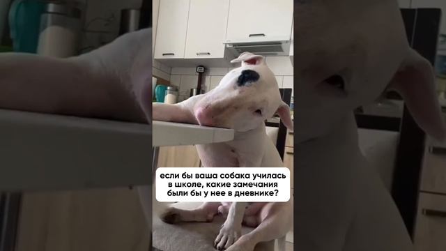 Представьте, что ваша собака учится в школе...🎓 Какие бы замечания были у нее в дневнике? смотреть онлайн
